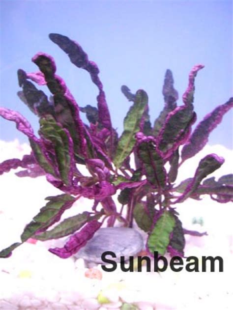 list sunbeam aquarium singapore