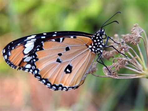 Uma Vis O De Perto De Uma Borboleta Danaus Chrysippus Tamb M Conhecida