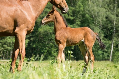 700+ Free Mare Foal & Foal Images - Pixabay