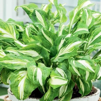 Hosta Funkia Ogrodowa Banana Bay 1 Szt Hosty Sadzonka Sadzonki Funkie