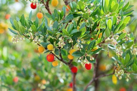 Arbutus Unedo Strawberry Tree