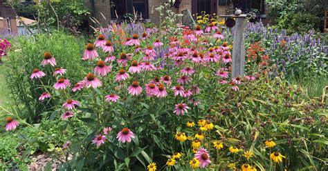 Pollinator Garden Plants