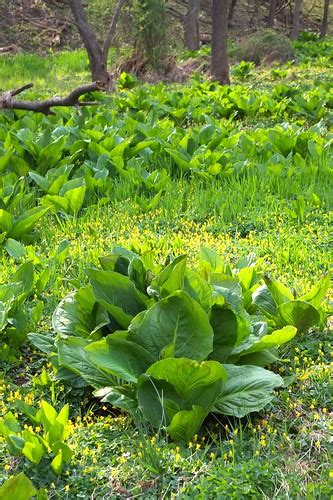 Ground Cover Wetland Indicator Plants Flashcards Quizlet