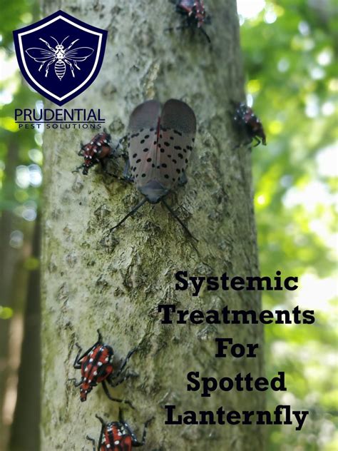 Systemic Treatments for Spotted Lanternfly - Prudential Pest Solutions