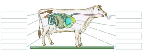 Cow Digestive System Diagram Diagram | Quizlet