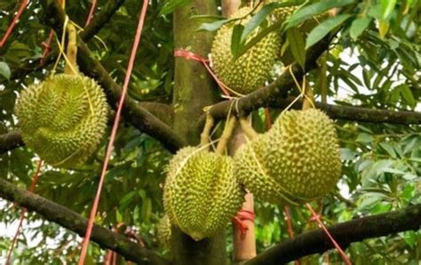 The Divisive Fruit: What Does Durian Taste Like?