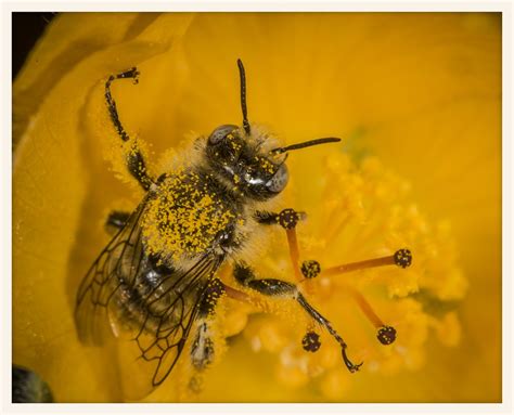 Bee Indian Mallow Glenn Seplak Flickr