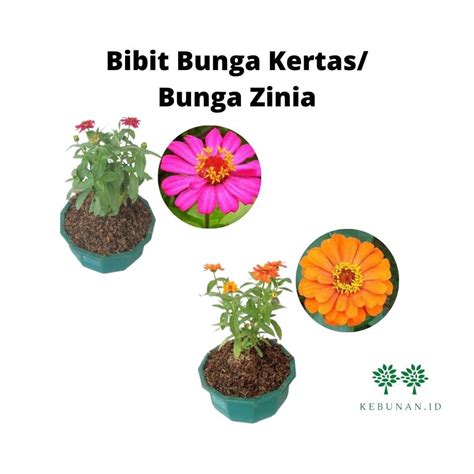 jual tanaman bunga kertasbunga zinia cantik bisa pilih warna shopee