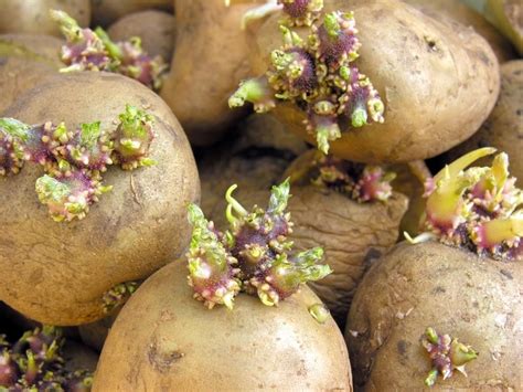 O Lado de Cá Dica Como plantar batatas em casa Como plantar