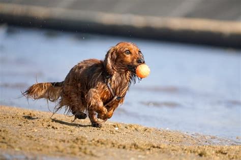 Golden Retriever Dachshund Mix Adorable Golden Dox Puppies - Official ...