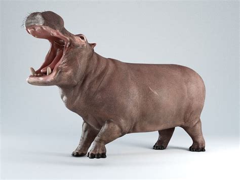 Hippopotamus Rigged 3d Model By Viverna