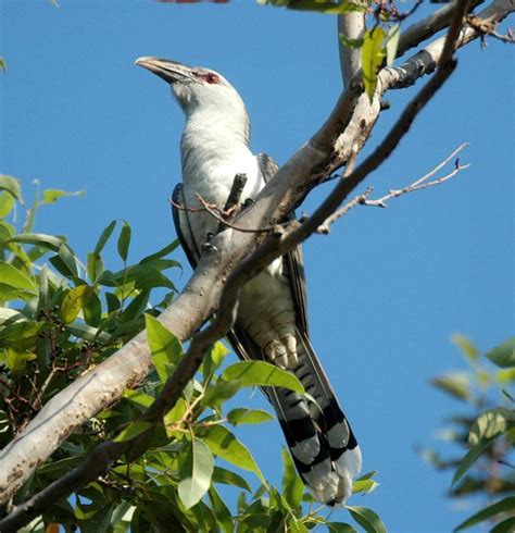 Australian birds – SOUNDS LIKE NOISE