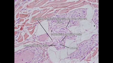 Stratified Cuboidal Epithelium Sweat Gland