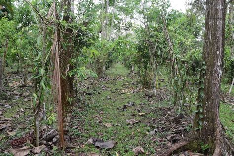 Vanilla Cultivation A Practical Guide For The Tropical Homestead