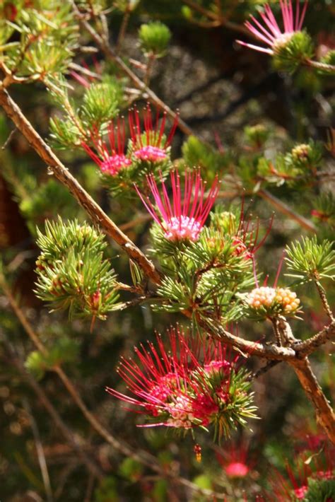 Image Barry Jahnkedarwinia Fascicularis Basin Track Img Copy