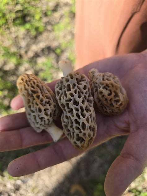 White Morel From Norman Ok Usa On March At Pm By Gus