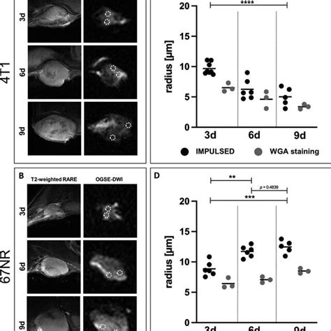 Immunohistochemical Analysis Of The Immune Cell Infiltrate During Tumor