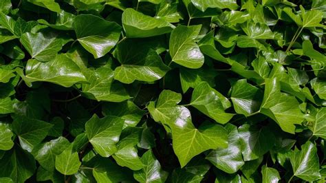 Las mejores plantas trepadoras para cubrir la pared del jardín