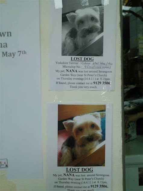 Lost Dogs Pet and Man: Lost Yorkshire Terrier Dog near Serangoon Garden ...