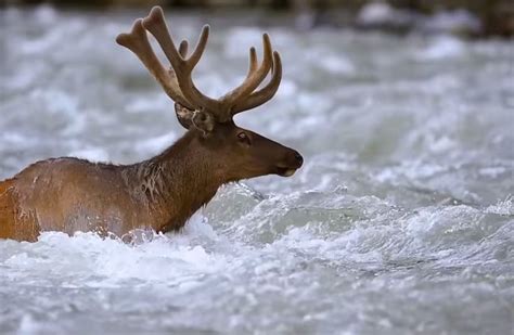 Follow the Elks Migration Through Yellowstone National Park