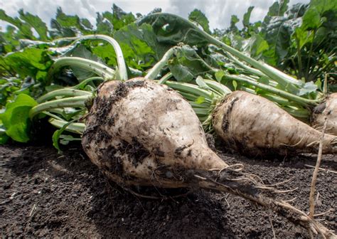 Sugar Beet Seeds Farmhouse Seeds