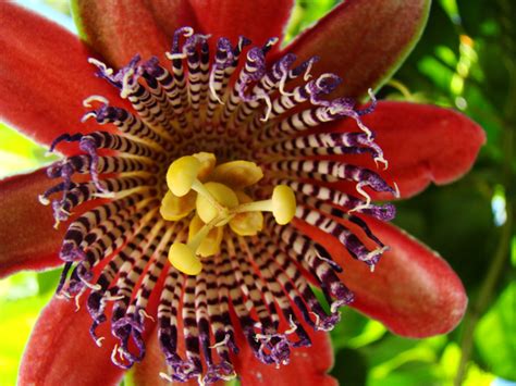 Passion fruit flower 4 Free Stock Photo | FreeImages