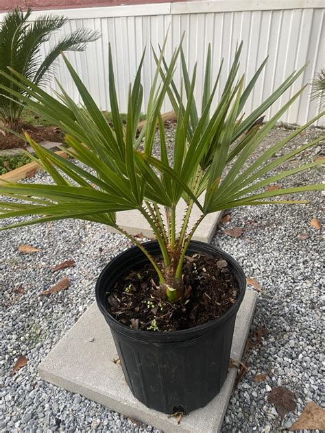 Livistona Nitida And Livistona Decora Cold Hardy Palms Palmtalk