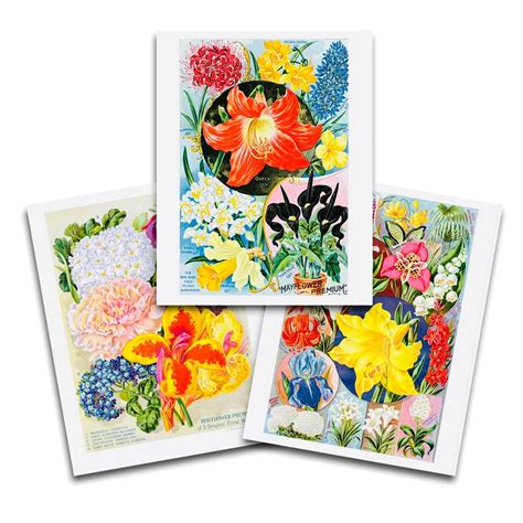 Vintage Flowers Prints: Set Two Print Set - Etsy