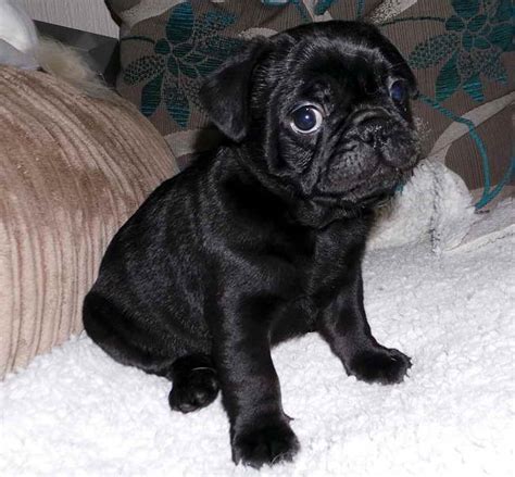 Frenchie Pug Puppies For Sale | PETSIDI