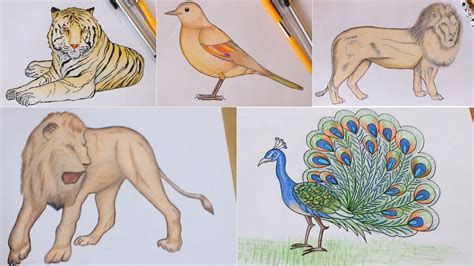 Learn to draw 5 different animals and birds in easy way beginners - YouTube