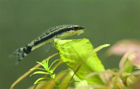 Peixes Para Aquário Pequeno Conheça As Melhores Espécies Guia Animal