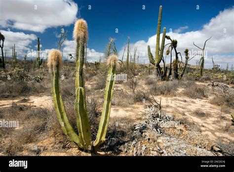 Whisker Cactus Pachycereus Schottii In A Desert Photographed In The