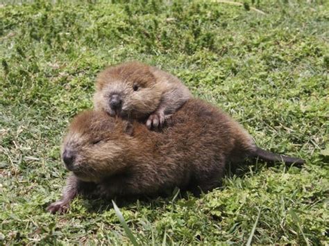 12 more adorable baby beavers that will make your week - Cottage Life