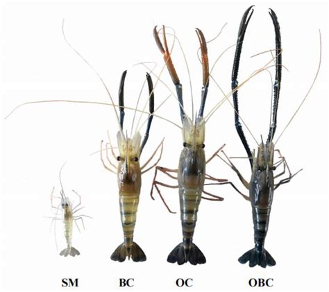 Giant Freshwater Prawn