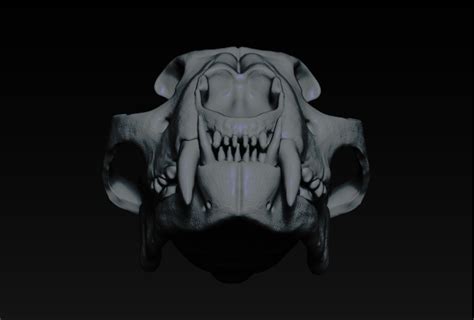 Cheetah Skull Sculpt | Skillshare Student Project