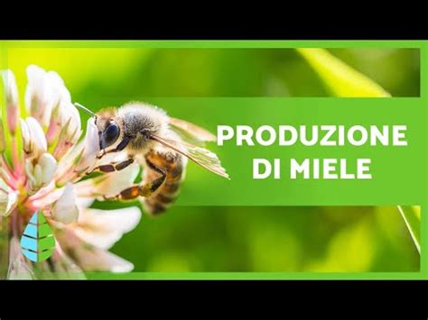 Come Fanno Il Miele Le Api Dal Nettare Al Barattolo