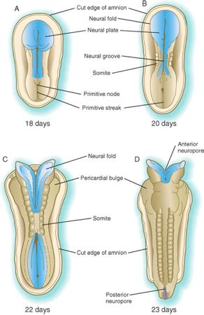 Neuroembryology Flashcards Quizlet