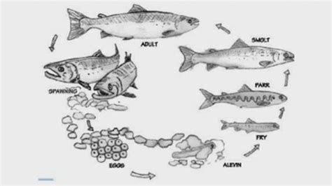 3 Proses Daur Hidup Ikan, Lengkap Penjelasan dan Jenis-jenis Ikan