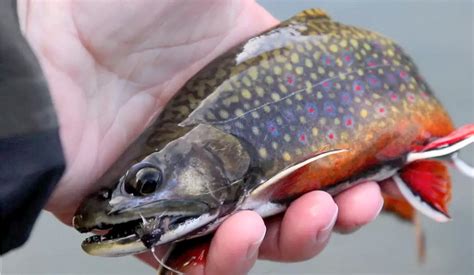 Incredible Brook Trout Colors — Flymagnet