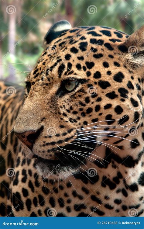 Leopard Face Royalty Free Stock Photos Image 26210638