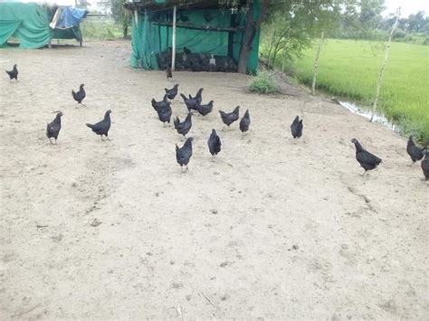 Sonali Chicken Ready Birds For Meat Months At Rs Kg In Siliguri