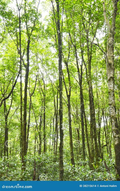 Mangrove Forest Conservation Stock Photo - Image of national, outdoor: 38215614