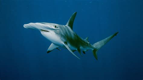 Great Hammerhead Attack