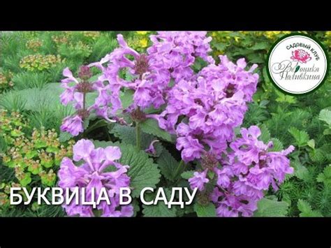БУКВИЦА САДОВАЯ - YouTube