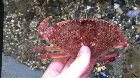 Intertidal Zone Food Web