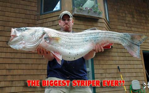 818 Lb Striped Bass A Pending World Record