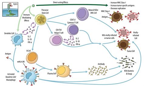 Thymosin Alpha Immune Peptide How Does It Work