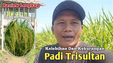 Kelebihan Dan Kekurangan Padi Trisultan Padi Unggul Bobot Maksimal