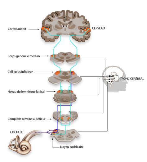 Le système auditif central sous cortical Speechneurolab