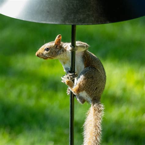 How To Keep Squirrels Away From Bird Feeders All Year Around